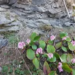 Miniferienwohnung Fuer Unkompliziertes Naturliebhaberpaerchen * Payerbach