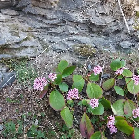 Miniferienwohnung Fuer Unkompliziertes Naturliebhaberpaerchen * Payerbach