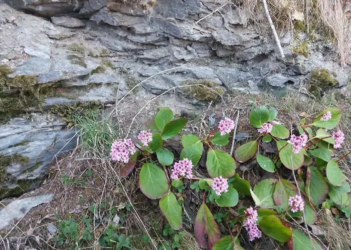 Miniferienwohnung Fuer Unkompliziertes Naturliebhaberpaerchen * Payerbach